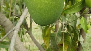Mango Fruit