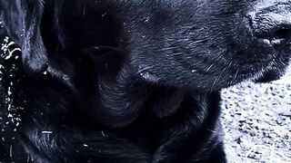 Unique Dog #labraador #doglovers #shorts #febspotvideos #ytvideos #dogvideos