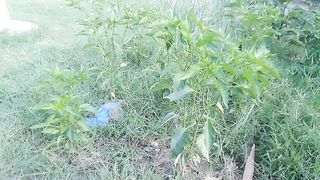 Plants green chili