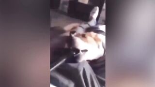 Funniest Cats And Dogs Videos ???????? - Funny Animal Videos 2023 ????