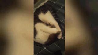 Funny TikTok Animals Compilations#2