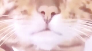 Dog's smile