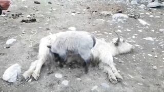 Ofter death.
