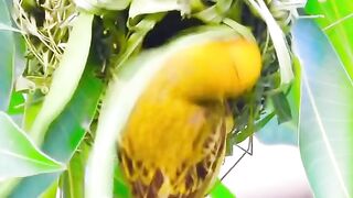 critical video #big #viral #video #full