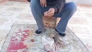 Feed snakes