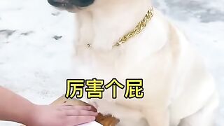 Samrt  funny dog