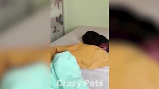 Animals That Will Definitely Make You Smile - ???????? Funniest Animals