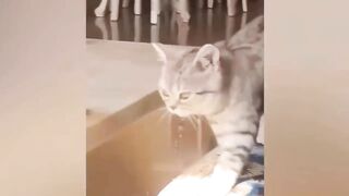 Funniest Animals 2023 ???? Best Funny Cats and Dogs ???????? 5