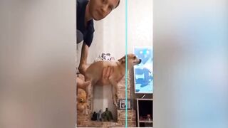 Time Warp Scan Jurassic - TikTok Compilation Dog And Cat | Best funny4