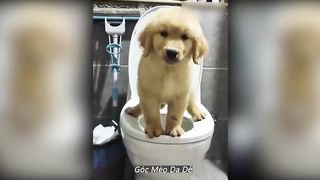 dogs and cats 2023 | funny videos & cute animal | funniest animal videos