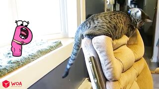Funny animals - Funny cats / dogs - Funny animal videos - Alphabet Lore in Real Life - Woa Doodland