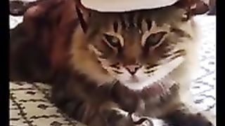 Funny & Cute Cats Compilation (TikTok) #shorts ???? 3