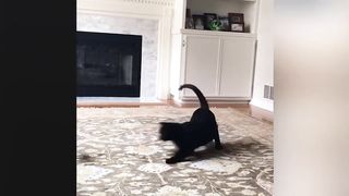 Funny est Videos 2023 Funny Cats and Dogs Try Not To Laugh With These Funny Pets