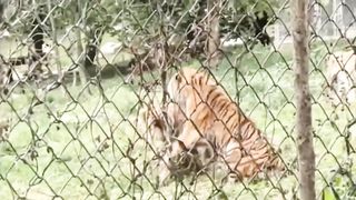 When Tigers And Lions Face Each Other