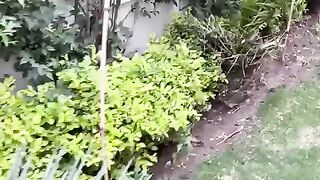 Plants 3