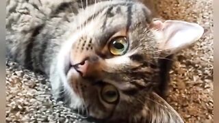 cat loviy video