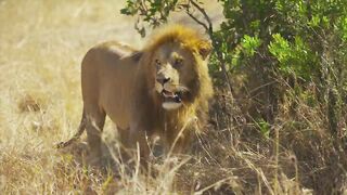 Amazing Lions Collection  ULTRA HD