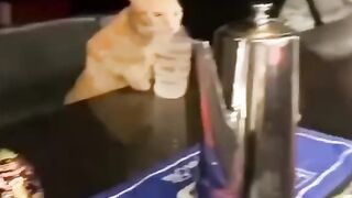 #13 Funny Animal Videos 2022 Best Dogs And Cats Videos