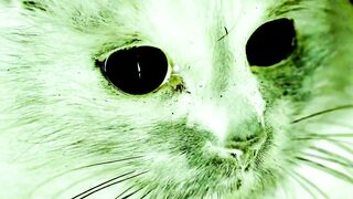 histoire de fantôme: Quand les animaux reviennent de l'eau delà!!!