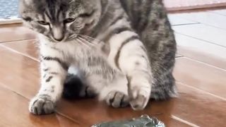 #cat #catsoftiktok #dog #frog #animals #animalsoftiktok #funny #funnyvideos #tiktok## funny videos##