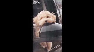Dogs Doing Funny Things Tik Tok ~ Cutest Puppies TIKTOK Compilation ~ Fluppy 3