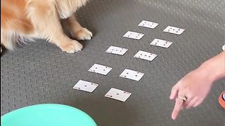 Smart dog 4