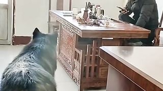 Cute dog 3