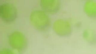 RUSSIAN SALAD | Best Healthy Tasty Salad #shorts #viralvideo , qurashi