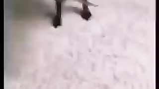 Funny Video