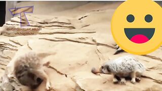 Funny video 30 | Fun and Entertainment