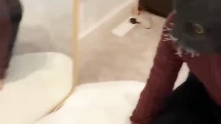 Cats are shocked by the owner's mask