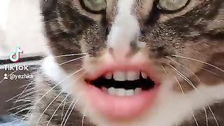 Funny cats / funny videos of cats.