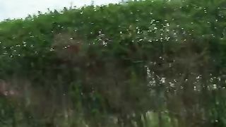 forest 2