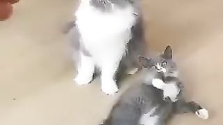 Crazy???? cat