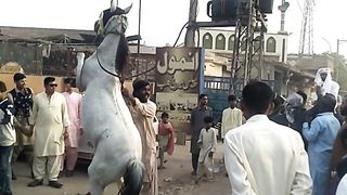 Horse 6