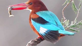 Beautiful birds short video