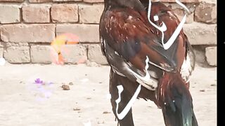 Nwe video murgea ki