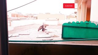 Birds meeting