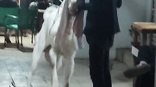 Bakra in Action