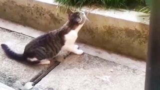 Naughty Cats 2