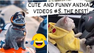 CUTE AND FUNNY ANIMAL VIDEOS . THE BEST!