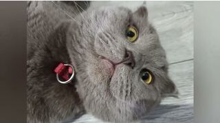 CUTE AND FUNNY ANIMAL VIDEOS . THE BEST! 2