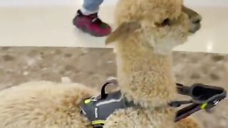 Cute inemals