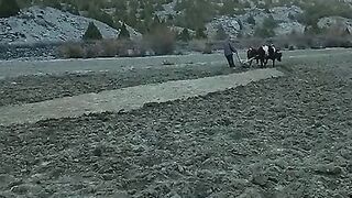 The mountains oxes