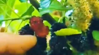 Fruits lover's