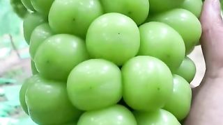 Fruits mover