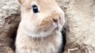 The Rabbit