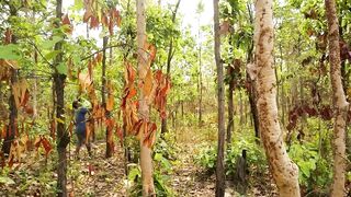 Tear Wood To Find Parrots A lot of Birds
