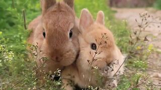 The Rabits