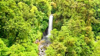 Costa Rica jungle_HD